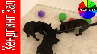 Приколы с Собаками Французские Бульдоги Играют с Пылесосом. Приколы с Собаками Французские Бульдоги Играют с Пылесосом.