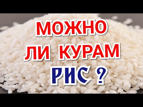 Можно Ли Курам Рис?