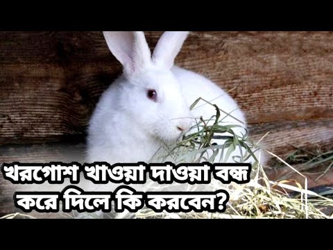 ভিডিও: খরগোশ কি বন্ধ করে দিয়েছে?