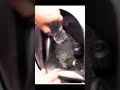 Automatic Self Sealing Backpack Cooler