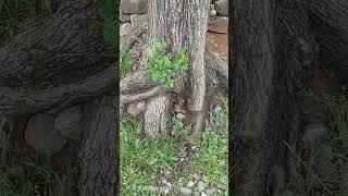 Döngüsünde Dut Yavrusu 🌳Dut Ağacı