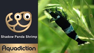 Shadow Panda Shrimp Thumbnail