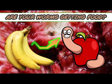 How to FEED your VERMICOMPOSTING WORMS!