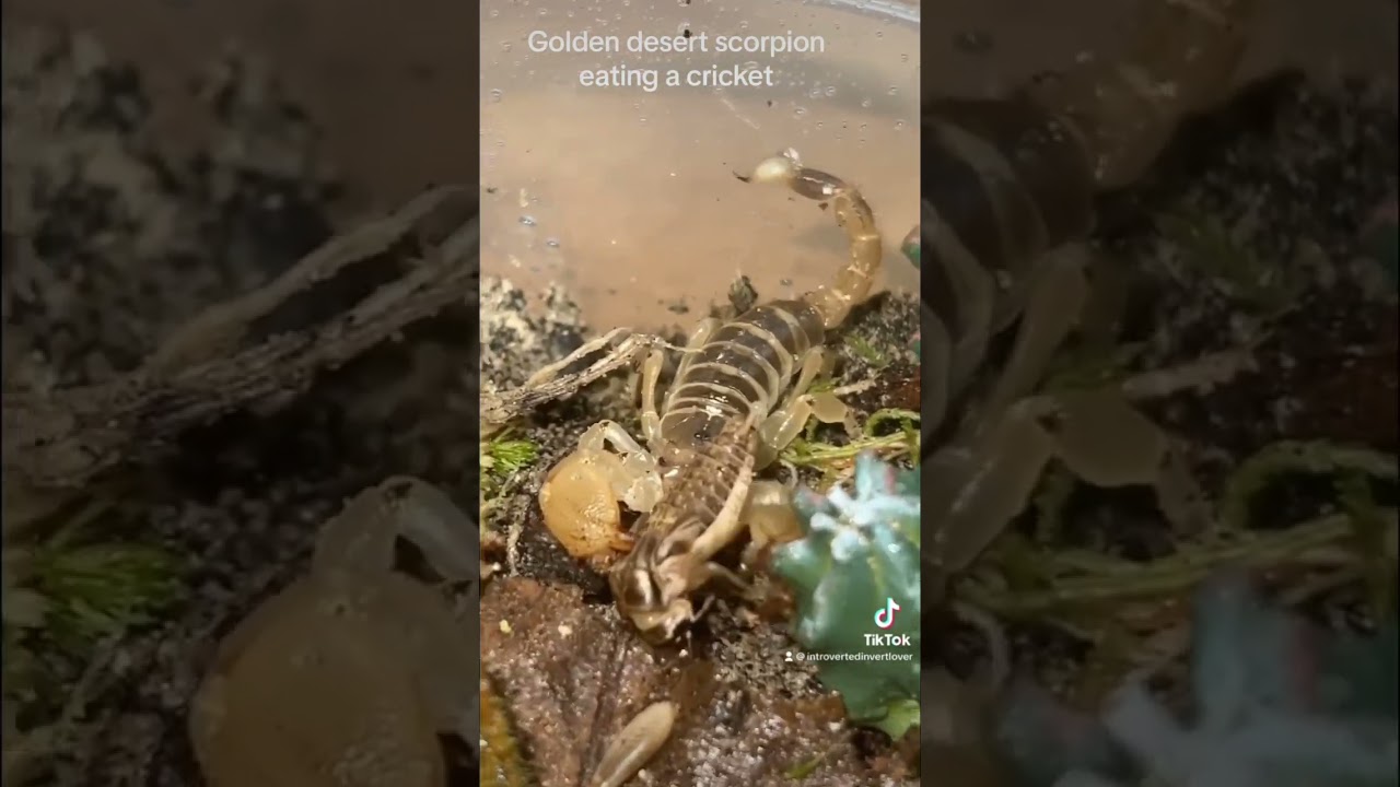Golden desert scorpion catching a snack 