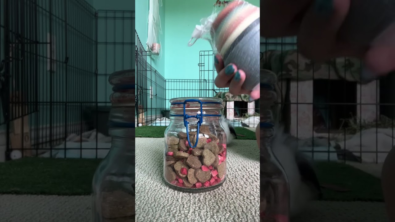 A little PetSmart Hall