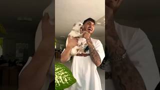 Angry Dog Funny Video  #Pitbull #Funnyvideo #Viralfunny