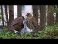 黑冠麻鷺餵食幼鳥（2 )