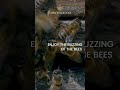 BEES BUZZING - THERAPY - A Beautiful Sounds from Inside the Bee Hive, Relaxing sound.