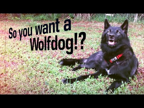 Vídeo: Wolfdogs: O Híbrido Algumas Leis Estaduais Restringem