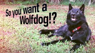 So You Want To Own a Wolfdog?