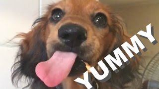 Funny dachshund puppy eating peanut butter - Slow mo by cosmothedachshund 6,149 views 8 years ago 2 minutes, 20 seconds