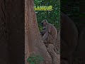 Jim Corbett Wildlife 43 #monkey #shorts #ytshorts #shortsfeed #animals #jimcorbett #trending