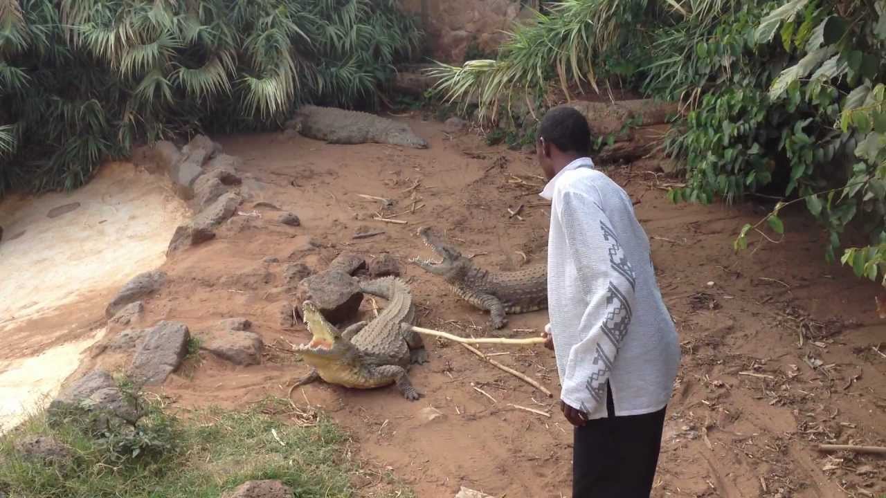 Crocodiles At Mambo Village In Nairobi Kenya And A Crazy Keeper