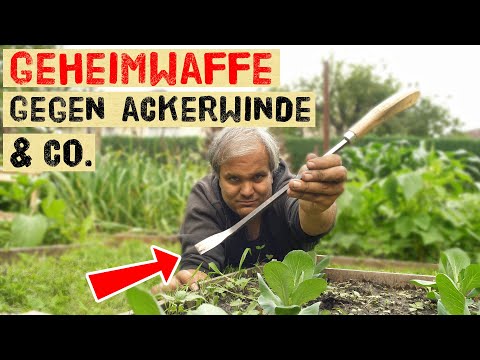 Video: Wo kommt Ackerwinde vor?