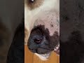 ❤️🐶PITBULL ROSE 😁🤗 #pitbull #pitbulldog #pitbulllove #pitbulls #pitbulldogvideo #dog #pets #dogs