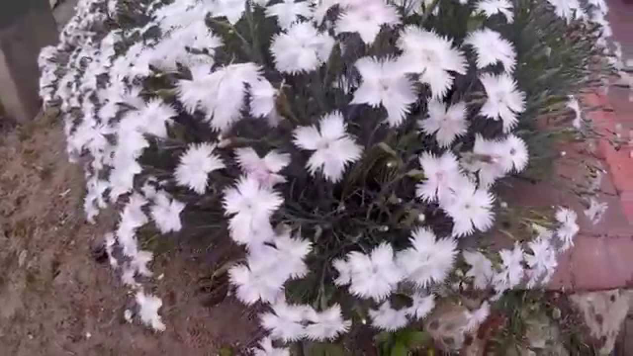 травянка гвоздика фото смотреть