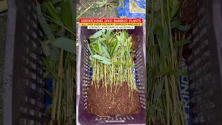 DISPATCHING 2000 BAMBOO PLANTS IN GUNTUR | BAMBOO FARMING IN INDIA#bambooplants #bamboofarming #farm