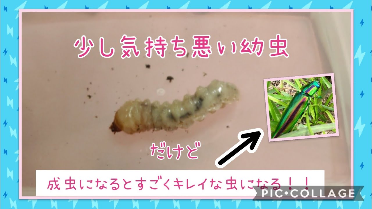 Download 虫飼育 初めて タマムシ飼育す Download 虫飼育 初めて タマムシ飼育す