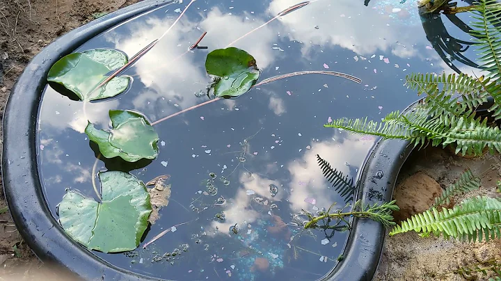 $5 Goldfish Pond