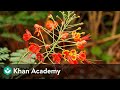 Inflorescence of flowers  morphology of flowering plants  biology  khan academy