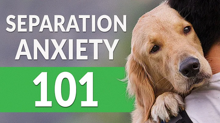 Separation Anxiety in Dogs — How You Can Help