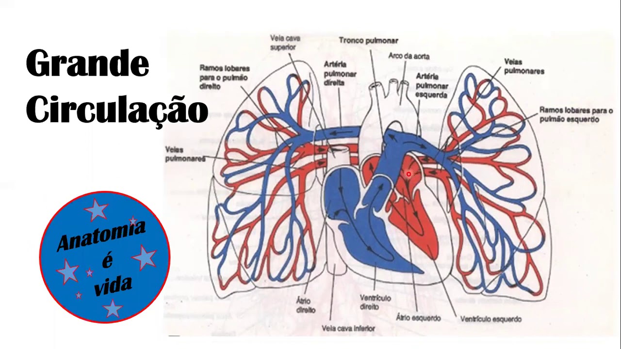 Pequena e grande circulação