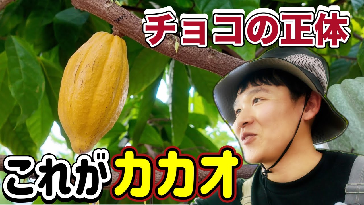 チョコの正体を知っていますか？実は「カカオ」はこうなっています