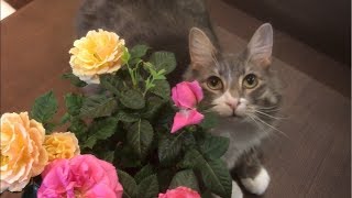 バラが似合う猫 ノルウェージャンフォレストキャット Roses suits my cat