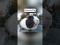 Animals With The Fastest Reaction Speeds 😲 #explore #trending #viral #animals #fast