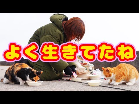 大寒波後行ったら逢えた猫 逢えなかった猫 生きてくれてありがとう