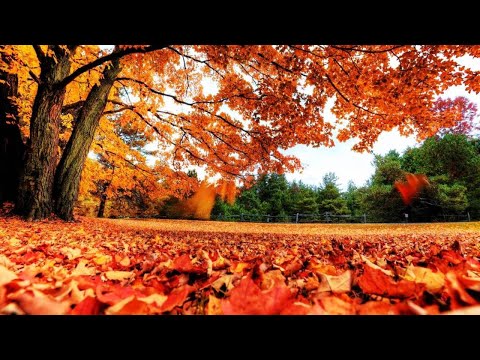 Video: Cambios otoñales en la naturaleza. Cambios otoñales en la naturaleza inanimada