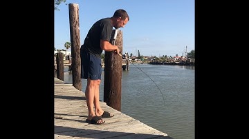 How to hold salt water (hard head) catfish.