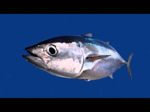Video: Pesci Di Mare Per Principianti: Cardinalfishes (Family Apogonidae)