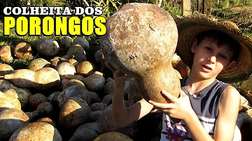 Como cortar porongo para cuia?