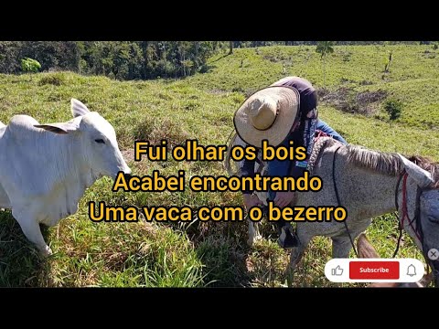 FUI OLHA OS BOI ACABEI ENCONTRANDO UMA VACA COM O BIZERRINHO NOVO CONFIRA 👈