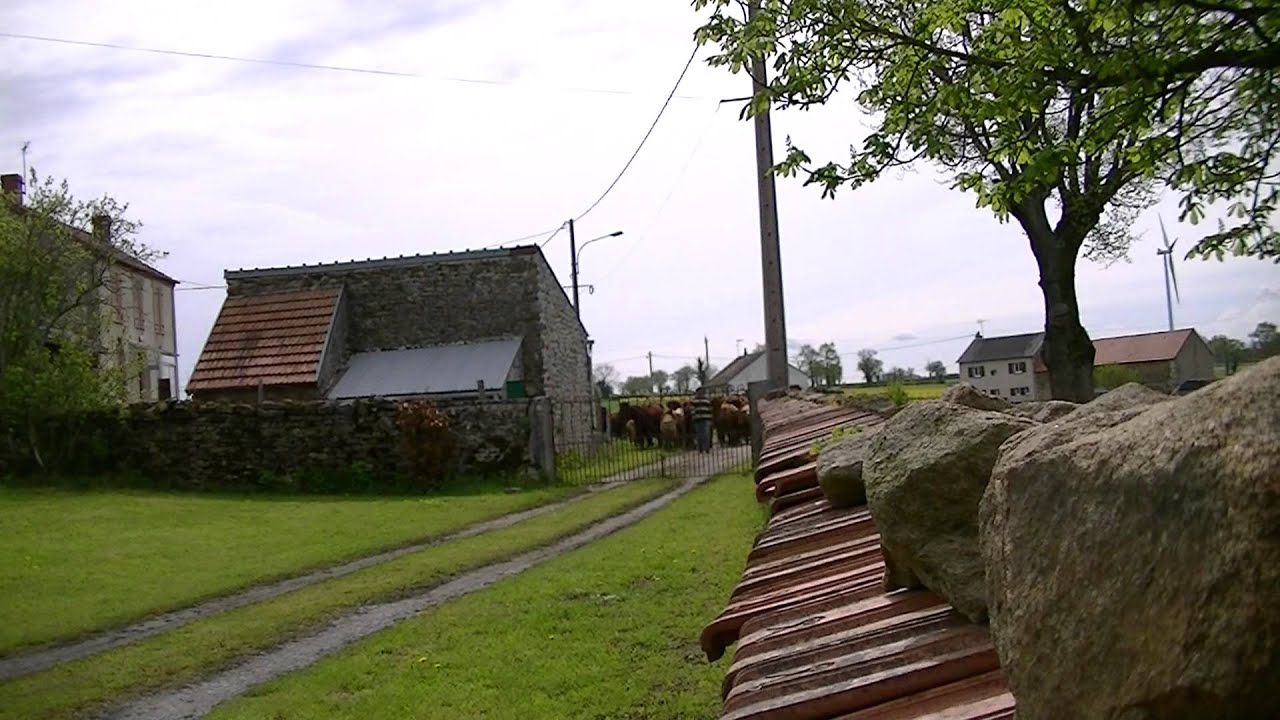 De Salers runderen voor het eerst naar de weide