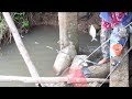 Net fishing - Catching Fish in savannakhet , laos