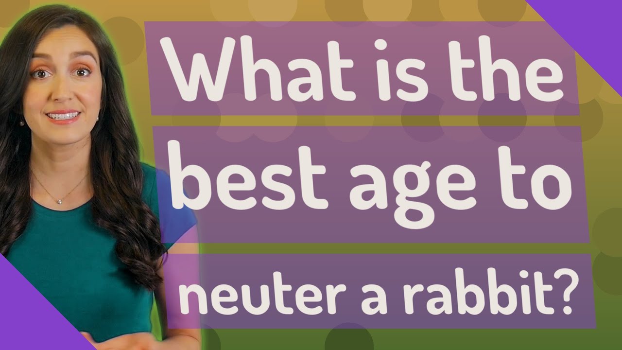 What is the best age to neuter a rabbit? YouTube