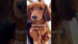 English Cocker SpanielDog breed #dog #english #cockerspaniel #breed @Dogtips