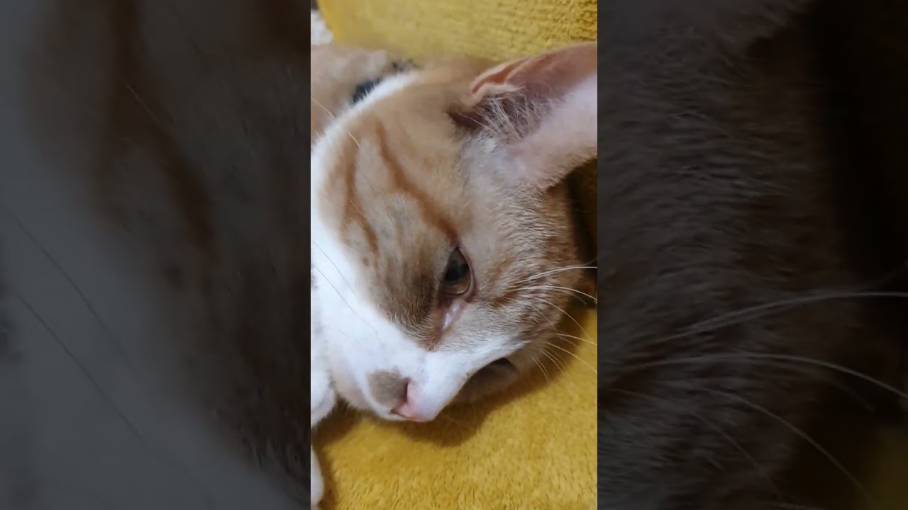 Tom enjoys the day. Anthem for lazy cats