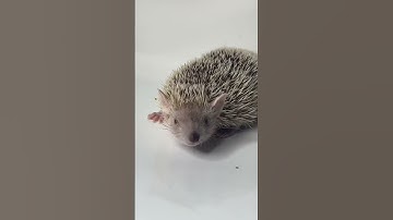 ANIMAL pregnancy test?! 🤰🦔 let’s hope flo has some baby tenrecs 🍼🫶🏼 #kylethomas #shorts