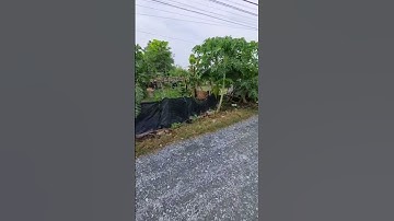 Đất gần Nguyễn Thị Dưỡng, xã Tân Thạnh Đông (L492) #datcuchi #shorts