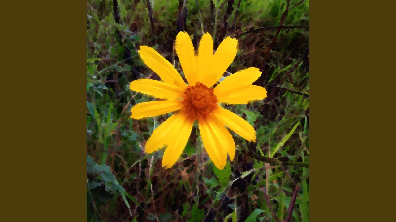 Watch Sunflower on YouTube Watch Sunflower on YouTube