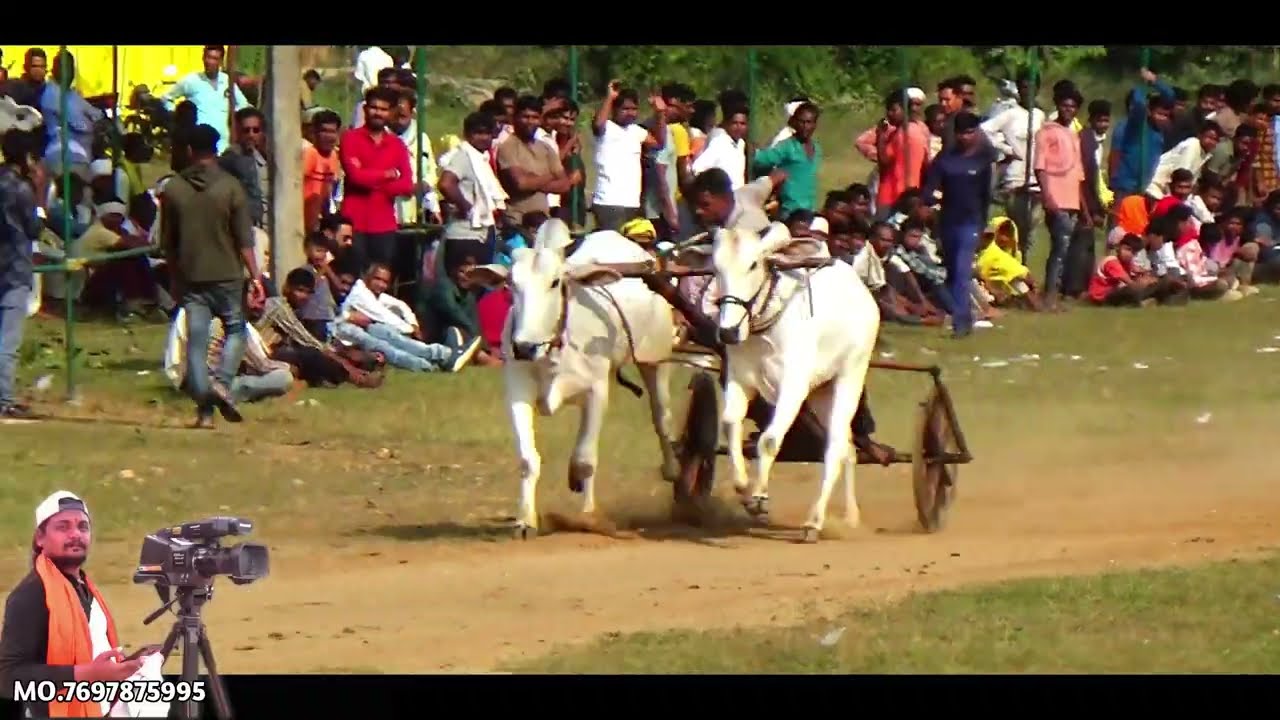 फ़ाइनल चिमनाखारी 🙆 All Video 👌Pratiyogita Chimnakhari 👇 Ox Race 😃 Barghati Bhaiya Pat