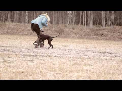 Video: Koira, Joka Pelasti Omistajan Elämän 11. Syyskuuta, Kunnia Palkinnolla