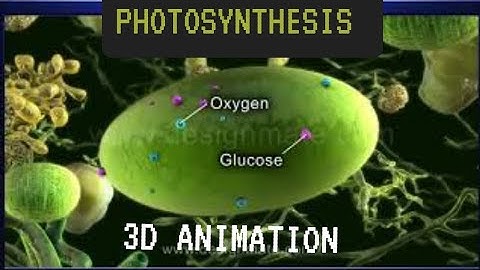 Photosynthesis 3D animation