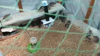 How we raise quail, chukar, pheasants in a greenhouse.