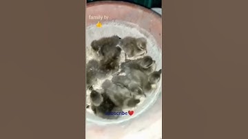 Hen hatched Duck Eggs | cute duckling #short