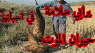 شاهدو ماد وجد راعي غنم مغربي?? في إسبانيا وانقده من الموت #الحيوانات #صراع #شاهد