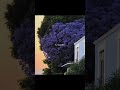 Gehra Hua 🤌🏻💗 || 4k Aesthetic Lyrics || Lofi Music || #love #music #song #gehrahua #hindisong #sad